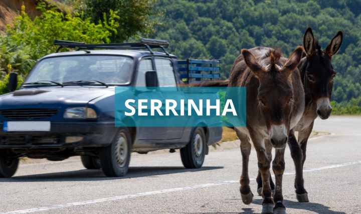 Novo Decreto em Serrinha-BA Prevê Doação ou Abate de Animais Abandonados