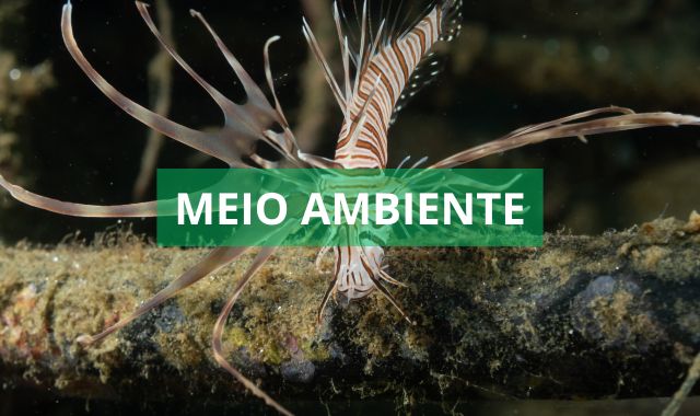 Pela primeira vez Peixe Leão é encontrado em Morro de São Paulo