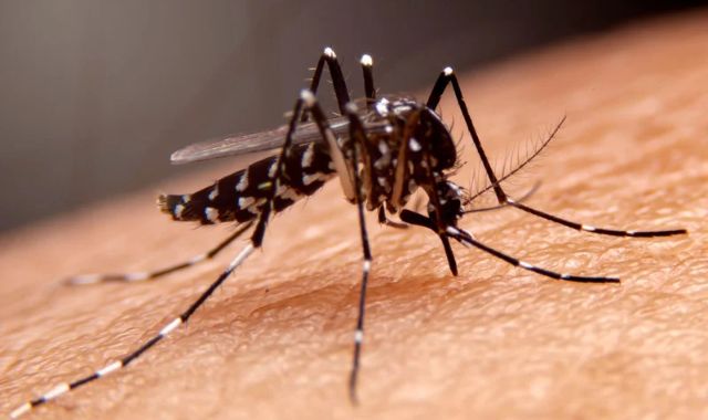 Dengue grave: idosos e pacientes frágeis estão entre os que mais morrem, revela pesquisa do Einstein
