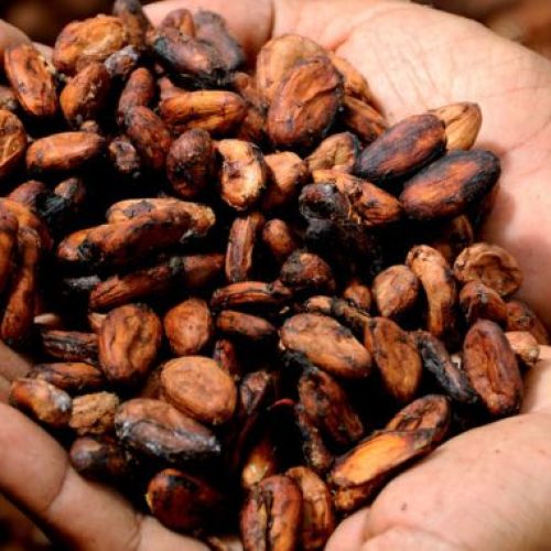 Preço do cacau segue em alta e arroba alcança R$ 315 na Bahia