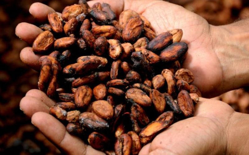 Preço do cacau segue em alta e arroba alcança R$ 315 na Bahia