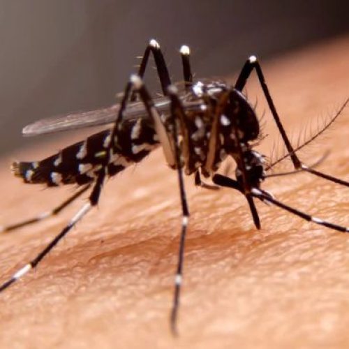 Dengue grave: idosos e pacientes frágeis estão entre os que mais morrem, revela pesquisa do Einstein