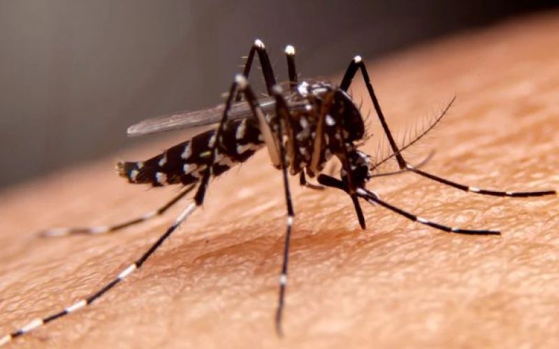 Dengue grave: idosos e pacientes frágeis estão entre os que mais morrem, revela pesquisa do Einstein