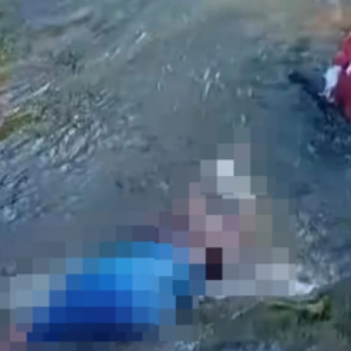 Homem morre após ataque de abelhas em zona rural de Santo Antônio de Jesus