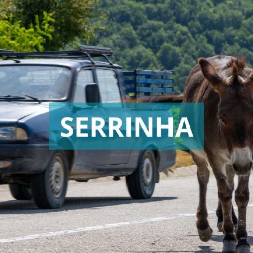 Novo Decreto em Serrinha-BA Prevê Doação ou Abate de Animais Abandonados