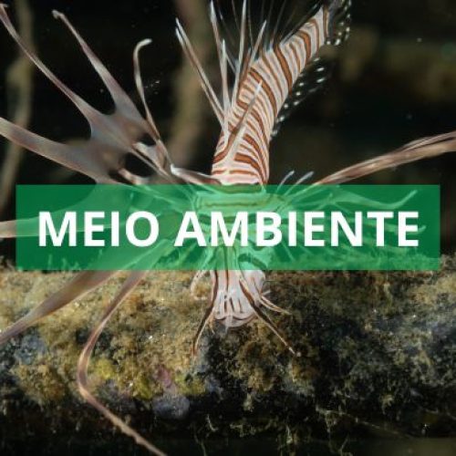 Pela primeira vez Peixe Leão é encontrado em Morro de São Paulo