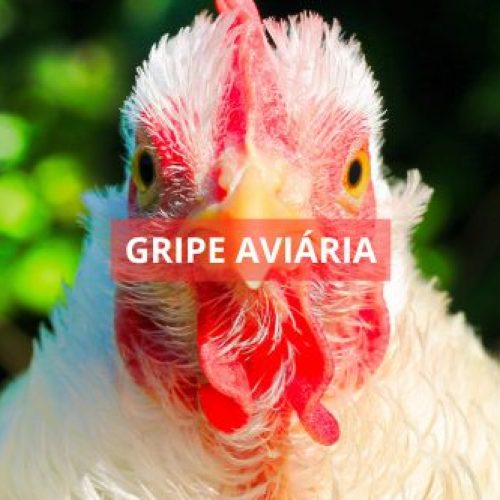 MAPA confirma primeiro foco de gripe aviária em granja comercial no Brasil