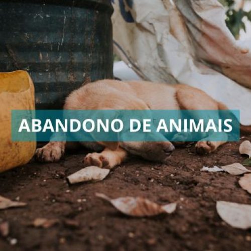 Projeto de Lei propõe multas e sanções para abandono de animais na Bahia