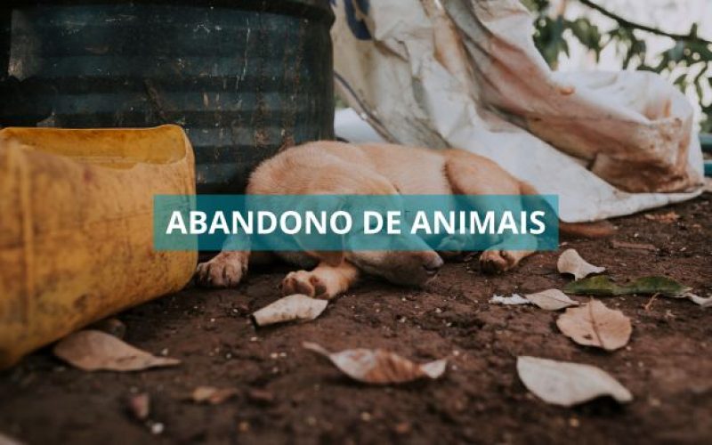 Projeto de Lei propõe multas e sanções para abandono de animais na Bahia